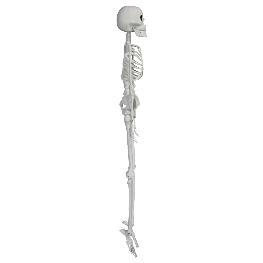 Faux Skeleton Decoration, White, 35", Halloween by Way To Celebrate