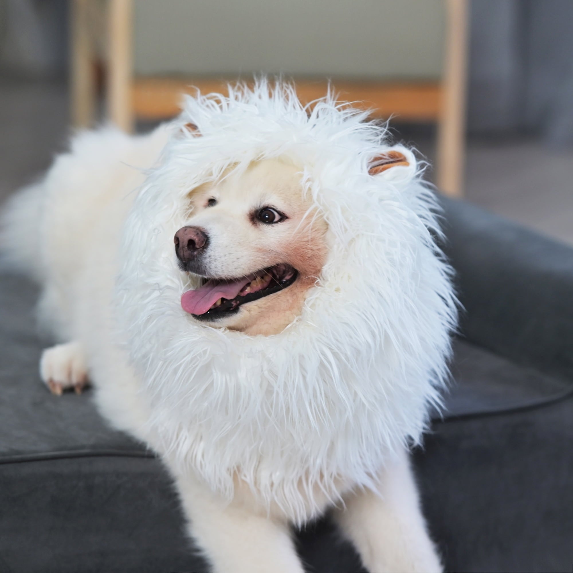Lion Mane Wig for Dogs, Funny Pet Cat Costumes, Furry Dog Clothing Accessories (Size M,Grey)
